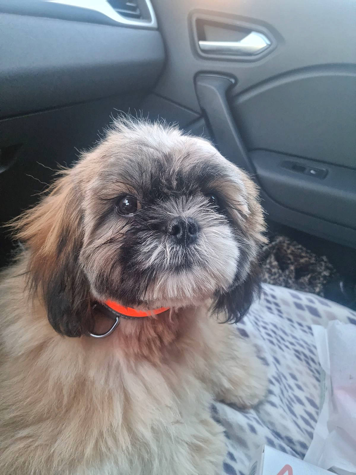 You Tou participe au concours pour gagner de l'argent avec cette photo : auto_part, automotive_tire, carnivore, companion_dog, dog, dog_breed, family_car, fur, liver, mammal, shih_poo, shih_tzu, small_terrier, snout, sporting_group, terrier, toy_dog, vehicle_door, window, working_animal