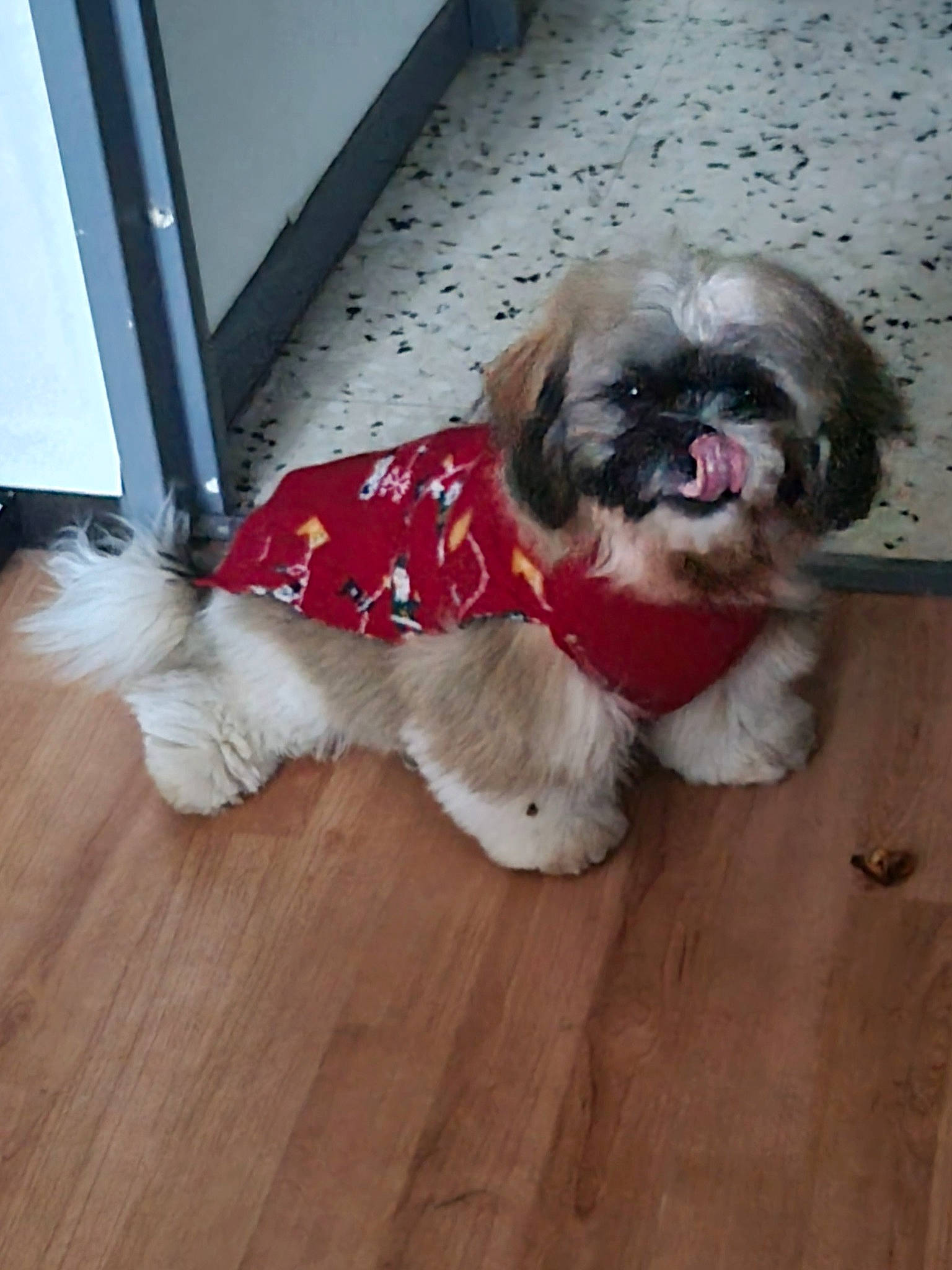 You Tou participe au concours pour gagner de l'argent avec cette photo : carnivore, companion_dog, dog, dog_breed, dog_clothes, dog_supply, fawn, floor, flooring, fur, hardwood, liver, pet_supply, shih_tzu, small_terrier, snout, terrier, toy_dog, wood, working_animal