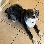 Blue is registered to the contest to win money with this photo: dog, pet, black_and_white, brown, white, lying_down, floor, tile_floor, kitchen, indoor, animal, fur, floppy_ears, brown_eyes, white_chest, white_paws, collar, portrait, looking_at_camera, home