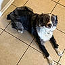dog, pet, black_and_white, brown, white, lying_down, floor, tile_floor, kitchen, indoor, animal, fur, floppy_ears, brown_eyes, white_chest, white_paws, collar, portrait, looking_at_camera, home