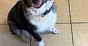Blue joined the competition — help win amazing prizes! dog, black_and_white, sitting, tile_floor, indoor, pet, puppy, floppy_ears, tongue, happy, portrait, collar, fur, white_chest, black_fur, front_paws, animal, cute, home, photography