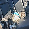 Blue is registered to the contest to win money with this photo: dog, puppy, sleeping, napping, car, car_seat, leather, bandana, blue_bandana, sunlight, indoor, pet, animal, lying_down, paws, fur, relaxed, cute, vehicle, portrait