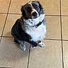 Blue is registered to the contest to win money with this photo: dog, pet, black_and_white, fluffy, sitting, indoor, tile_floor, collar, blue_collar, portrait, animal, canine, furry, white_chest, dark_fur, looking_at_camera, front_view, cute, home, floor