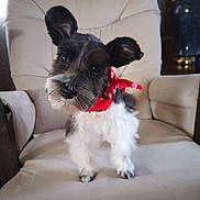 Diva joined the competition — help win amazing prizes! dog, small_dog, red_bandana, pet, cute, fluffy, indoor, armchair, furniture, curious, head_tilt, canine, domestic_animal, companion, adorable, sitting, cute_pet, household, furry, portrait