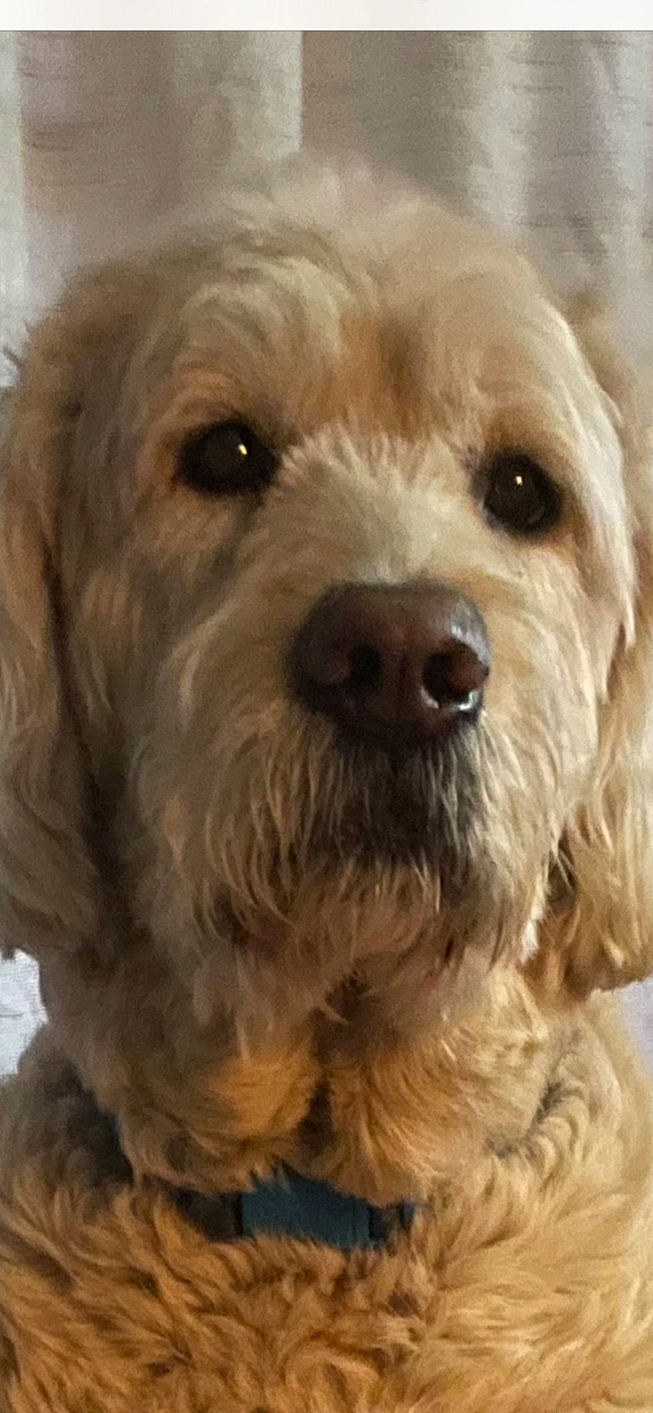 Moose is registered to the contest to win money with this photo: canidae, carnivore, companion_dog, dog, dog_breed, dog_collar, fur, liver, maltepoo, non_sporting_group, puppy, small_terrier, snout, sporting_group, terrier, toy_dog, water_dog, whiskers, working_animal, yorkipoo