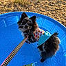 Luna joined the competition — help win amazing prizes! dog, fluffy, black_and_white, small_dog, leash, plastic_pool, blue_pool, outdoor, dry_grass, pet_clothing, colorful, floral_pattern, sunlight, curious, looking_up, playful, summer, animal, companionship, cute