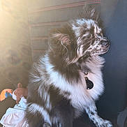 Luna is registered to the contest to win money with this photo: dog, black_and_white, fluffy, sitting, car_seat, sunlight, plush_toy, blanket, pet_tag, relaxed, indoor, vehicle_interior, speckled_face, furry, cozy, calm, seat_stitching, closeup, adorable, companion