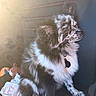 dog, black_and_white, fluffy, sitting, car_seat, sunlight, plush_toy, blanket, pet_tag, relaxed, indoor, vehicle_interior, speckled_face, furry, cozy, calm, seat_stitching, closeup, adorable, companion