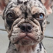 Vaiana a rejoint le concours — aidez-le/la à gagner de superbes lots ! animal, canine, close_up, dog, ears, expression, eyes, face, french_bulldog, fur_pattern, indoor, mouth, nose, pet, portrait, puppy, sitting, speckled_fur, tile_floor, whiskers