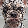 animal, canine, close_up, dog, ears, expression, eyes, face, french_bulldog, fur_pattern, indoor, mouth, nose, pet, portrait, puppy, sitting, speckled_fur, tile_floor, whiskers
