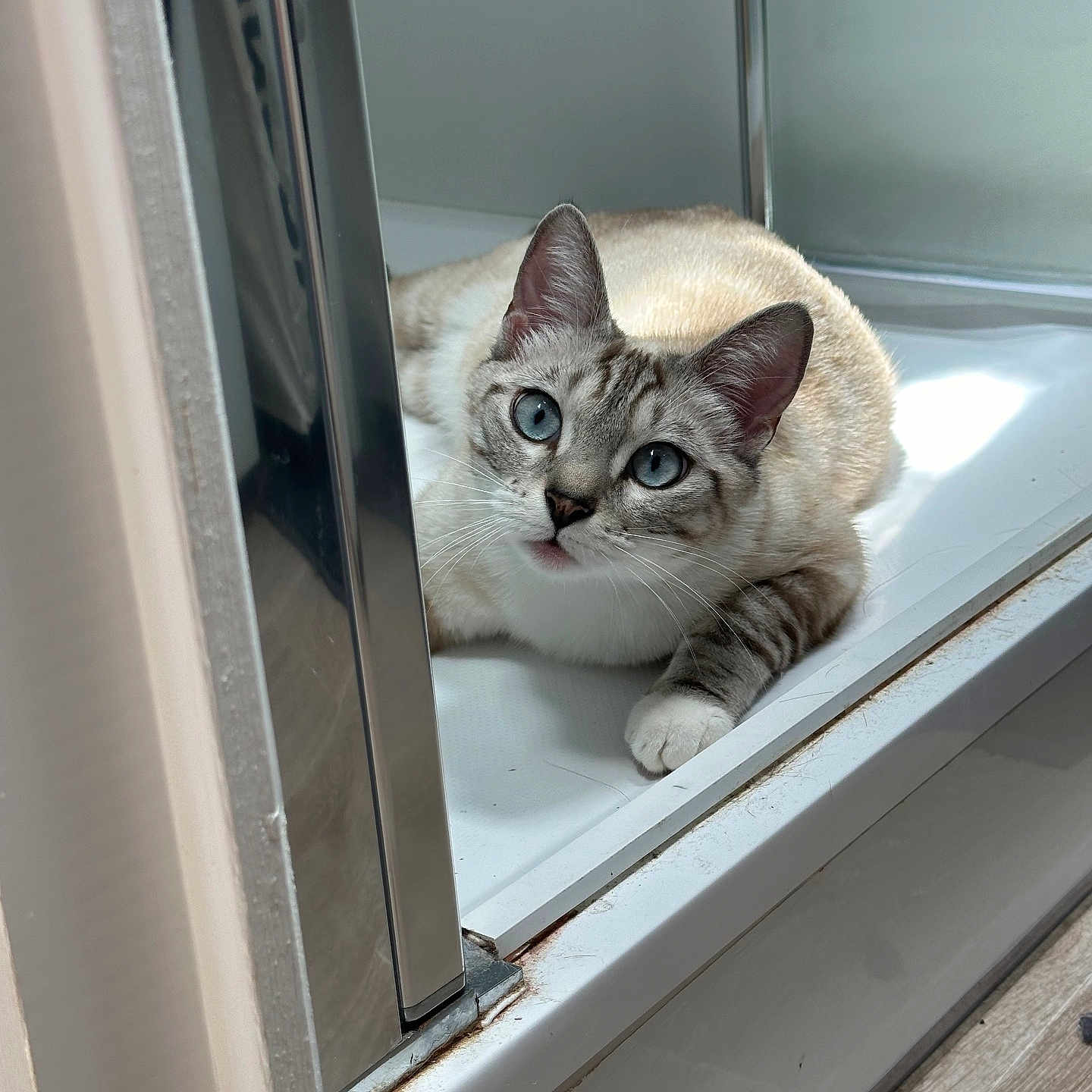 Zéphyr participe au concours pour gagner de l'argent avec cette photo : animal, bathroom, blue_eyes, cat, curious, domestic, floor, fur, indoor, light, looking, modern, paw, pet, relaxed, resting, shower, tile, whiskers, white