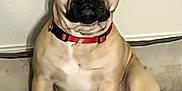 Roky joined the competition — help win amazing prizes! alert, animal, canine, companion, cushion, dog, domestic, ears, face, french_bulldog, fur, indoor, mammal, nose, paw, pet, portrait, red_collar, sitting, whiskers