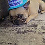 Roky joined the competition — help win amazing prizes! animal, birthday_hat, brown_dog, carpet, celebration, colorful, cute, dog, domestic_animal, ears, fabric, floor, french_bulldog, hat, indoor, laying_down, pet, resting, sofa, sparkles