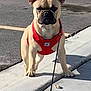 Roky joined the competition — help win amazing prizes! alert, animal, canine, close_up, curb, dog, ears_up, french_bulldog, leash, outdoor, pavement, pet, red_harness, shadow, short_hair, sidewalk, standing, street, sunlight, wrinkled_face