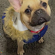 Roky joined the competition — help win amazing prizes! animal, canine, carpet, coat, collar, companion, cute, dog, domestic, ears, eyes, french_bulldog, fur, indoor, jacket, looking_up, mammal, pet, portrait, small_dog