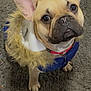 animal, canine, carpet, coat, collar, companion, cute, dog, domestic, ears, eyes, french_bulldog, fur, indoor, jacket, looking_up, mammal, pet, portrait, small_dog
