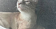 Horchata joined the competition — help win amazing prizes! animal, background, blur, cat, closeup, curious, face, feline, indoor, light, looking, mesh, pet, quiet, resting, screen, shadow, texture, whiskers, window