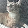 Horchata joined the competition — help win amazing prizes! cat, window, screen, mesh, animal, pet, indoor, curious, blur, whiskers, closeup, face, feline, light, shadow, texture, background, looking, quiet, resting