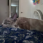 Horchata joined the competition — help win amazing prizes! cat, sleeping, indoor, blanket, floral_pattern, furniture, door, chair, home, pet, resting, cozy, animal, whiskers, ears, fur, relaxation, soft_light, quiet, comfort