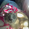 Horchata joined the competition — help win amazing prizes! cat, animal, pet, blanket, indoor, sunlight, feline, curious, relaxing, striped, face, whiskers, ears, paw, window, fabric, pattern, cozy, resting, domestic