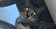 Horchata joined the competition — help win amazing prizes! cat, animal, pet, tabby, feline, indoor, close_up, eyes, glowing_eyes, dark, shadow, cozy, nook, curious, looking, whiskers, ears, fur, mammal, portrait