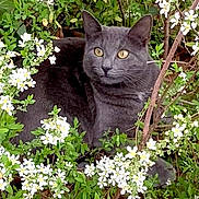 Smoky joined the competition — help win amazing prizes! animal, bush, cat, closeup, curious, flowers, foliage, gray_cat, greenery, mammal, natural_light, nature, outdoor, pet, plant, quiet, sitting, spring, wildlife, yellow_eyes