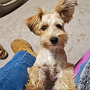 Jeep joined the competition — help win amazing prizes! animal, boot, carpet, companion, cozy, cute, dog, dog_bed, ear, fur, home, indoor, jeans, lap, pet, puppy, relaxed, sleeping_dog, toy, waiting