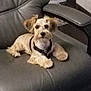 Jeep is registered to the contest to win money with this photo: animal, brown, canine, chair, companion, cute, dog, domestic, fluffy, fur, house, indoor, leather, looking, pet, pup, relaxed, sitting, small_dog, white