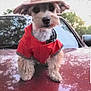 Jeep joined the competition — help win amazing prizes! animal, canine, car, costume, cute, daytime, dog, fashion, fur, hat, hood, nature, outdoor, pet, playful, portrait, raincoat, reflection, trees, vehicle