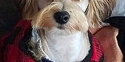 Jeep joined the competition — help win amazing prizes! animal, black, blanket, checkered, companion, couch, cozy, cute, dog, domestic, ears, fur, furry, indoor, pet, portrait, red, relaxing, small_dog, sweater