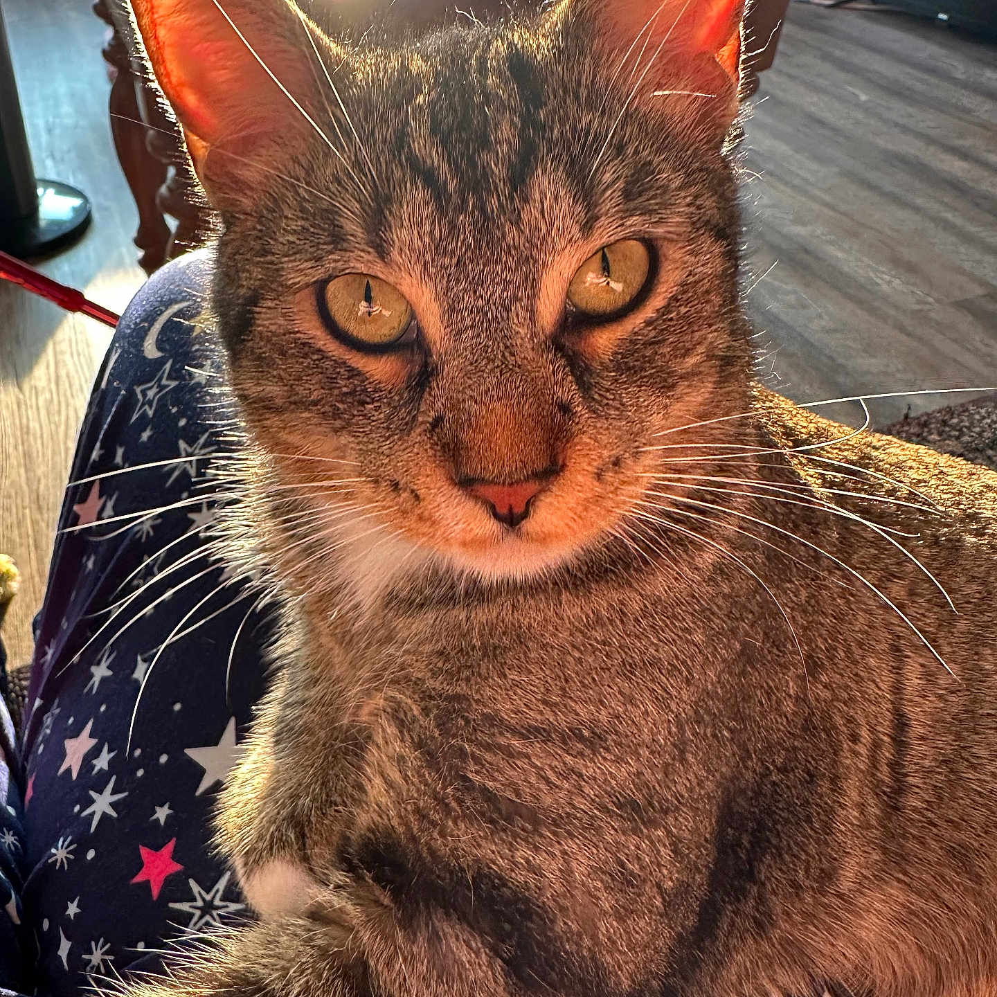 Bubba Ray joined the competition — help win amazing prizes! cat, tabby_cat, close_up, pet, indoor, sunlight, warm_light, fur, whiskers, ears, eyes, lap, pajamas, stars_pattern, wooden_floor, furniture, cozy, domestic_animal, relaxed, portrait