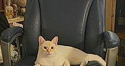 Lenny joined the competition — help win amazing prizes! cat, chair, indoor, pet, furniture, relaxing, cream_colored, office_chair, fur, looking_at_camera, domestic_animal, cozy, home, sitting, feline, whiskers, ears, paws, carpet, shelf