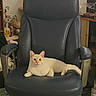 cat, chair, indoor, pet, furniture, relaxing, cream_colored, office_chair, fur, looking_at_camera, domestic_animal, cozy, home, sitting, feline, whiskers, ears, paws, carpet, shelf