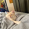 Lenny is registered to the contest to win money with this photo: cat, cream_colored, blanket, indoor, cozy, curtains, furniture, relaxed, pet, paw, soft_texture, warm_lighting, bedroom, reflection, clutter, home, animal, cute, resting, comfortable