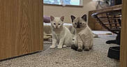 Lenny is registered to the contest to win money with this photo: animal, carpet, cat, cozy, cute, domestic, door, fan, floor, furniture, home, indoor, kitten, pet, room, sitting, soft_light, two, window, young