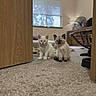 Lenny is registered to the contest to win money with this photo: kitten, cat, indoor, carpet, door, window, furniture, fan, room, pet, animal, cute, two, sitting, young, domestic, cozy, soft_light, floor, home