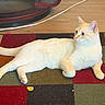 cat, cream_colored, indoor, rug, multicolored, floor, wooden_floor, furniture, pet, animal, relaxed, alert, paws, tail, whiskers, ears, domestic_cat, cozy, home, resting