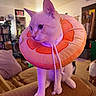 cat, white_cat, orange_collar, plush, pet, indoor, living_room, furniture, couch, cozy, curious, animal, domestic_cat, household, soft_toy, sitting, feline, cute, pet_accessory, orange