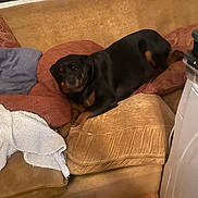 Elly is registered to the contest to win money with this photo: dog, rottweiler, pet, animal, black_and_brown, couch, sofa, pillows, indoors, living_room, lounging, sitting, relaxed, face, eyes, snout, furniture, blanket, window, home