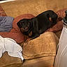 dog, rottweiler, pet, animal, black_and_brown, couch, sofa, pillows, indoors, living_room, lounging, sitting, relaxed, face, eyes, snout, furniture, blanket, window, home