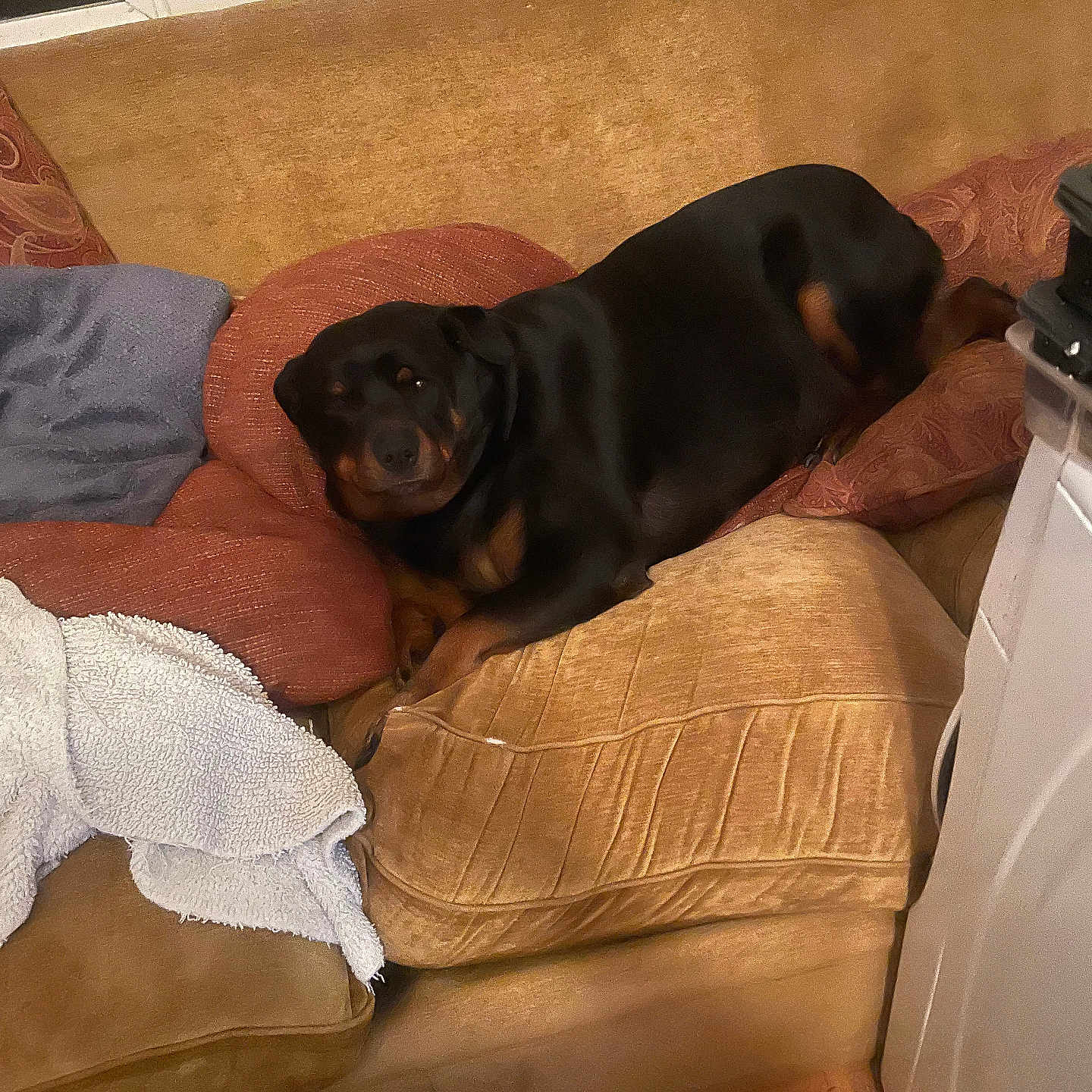 Elly is registered to the contest to win money with this photo: dog, rottweiler, pet, animal, black_and_brown, couch, sofa, pillows, indoors, living_room, lounging, sitting, relaxed, face, eyes, snout, furniture, blanket, window, home