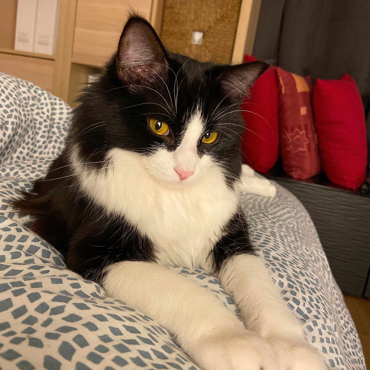 Rumba a rejoint le concours — aidez-le/la à gagner de superbes lots ! animal, architecture, bed, bedroom, blanket, bookcase, building, cat, couch, cushion, furniture, homedecor, indoors, interiordesign, kitten, livingroom, manx, pet, room, shelf