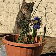 Pépé a rejoint le concours — aidez-le/la à gagner de superbes lots ! animal, brick_wall, cat, curious, daylight, flower, garden, green_stems, mischief, nature, outdoor, paw, pet, plant, potted_plant, purple_flower, sunlight, tabby, terracotta_pot, wooden_surface