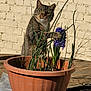 animal, brick_wall, cat, curious, daylight, flower, garden, green_stems, mischief, nature, outdoor, paw, pet, plant, potted_plant, purple_flower, sunlight, tabby, terracotta_pot, wooden_surface