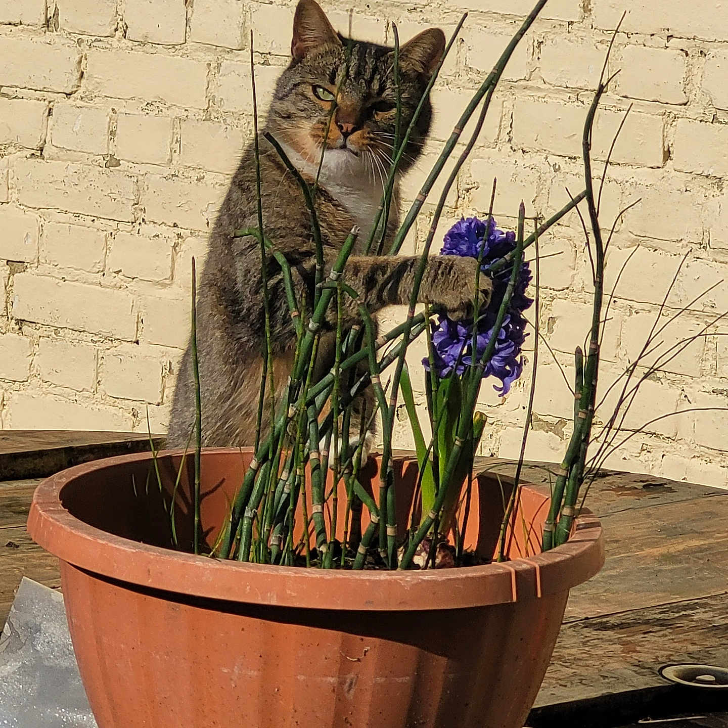 Pépé a rejoint le concours — aidez-le/la à gagner de superbes lots ! animal, brick_wall, cat, curious, daylight, flower, garden, green_stems, mischief, nature, outdoor, paw, pet, plant, potted_plant, purple_flower, sunlight, tabby, terracotta_pot, wooden_surface