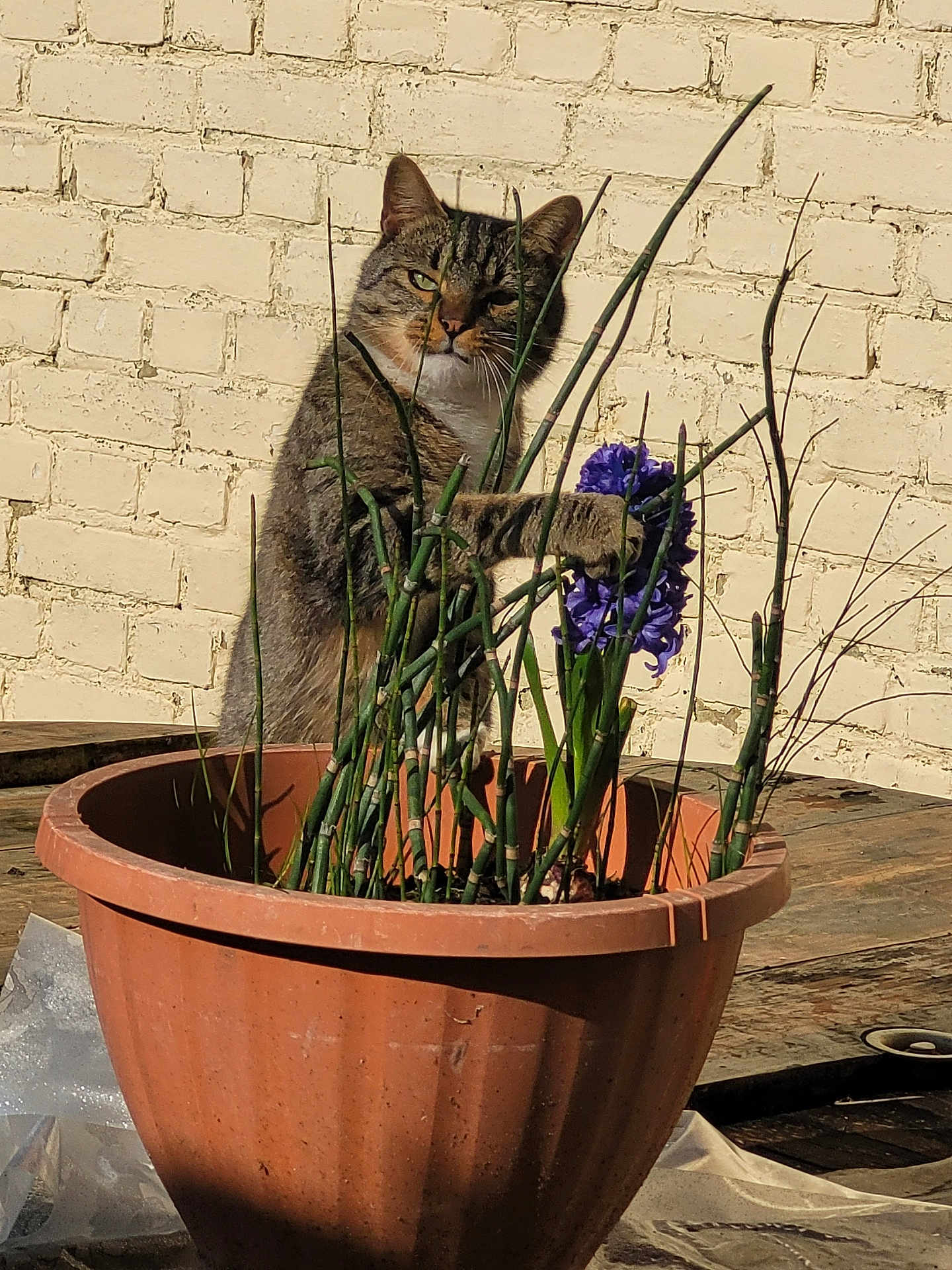 Pépé a rejoint le concours — aidez-le/la à gagner de superbes lots ! animal, brick_wall, cat, curious, daylight, flower, garden, green_stems, mischief, nature, outdoor, paw, pet, plant, potted_plant, purple_flower, sunlight, tabby, terracotta_pot, wooden_surface