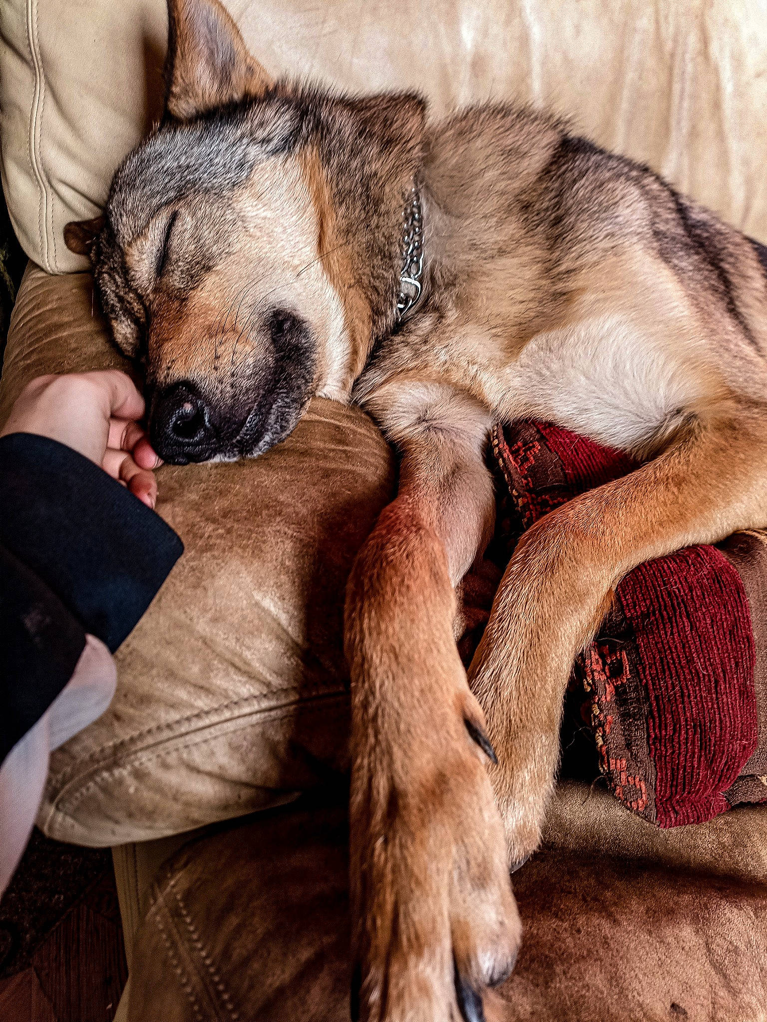 Okja a rejoint le concours — aidez-le/la à gagner de superbes lots ! ancient_dog_breeds, canidae, carnivore, claw, comfort, companion_dog, dog, dog_breed, fawn, foot, fur, nap, non_sporting_group, paw, sleep, snout, sporting_group, terrestrial_animal, whiskers