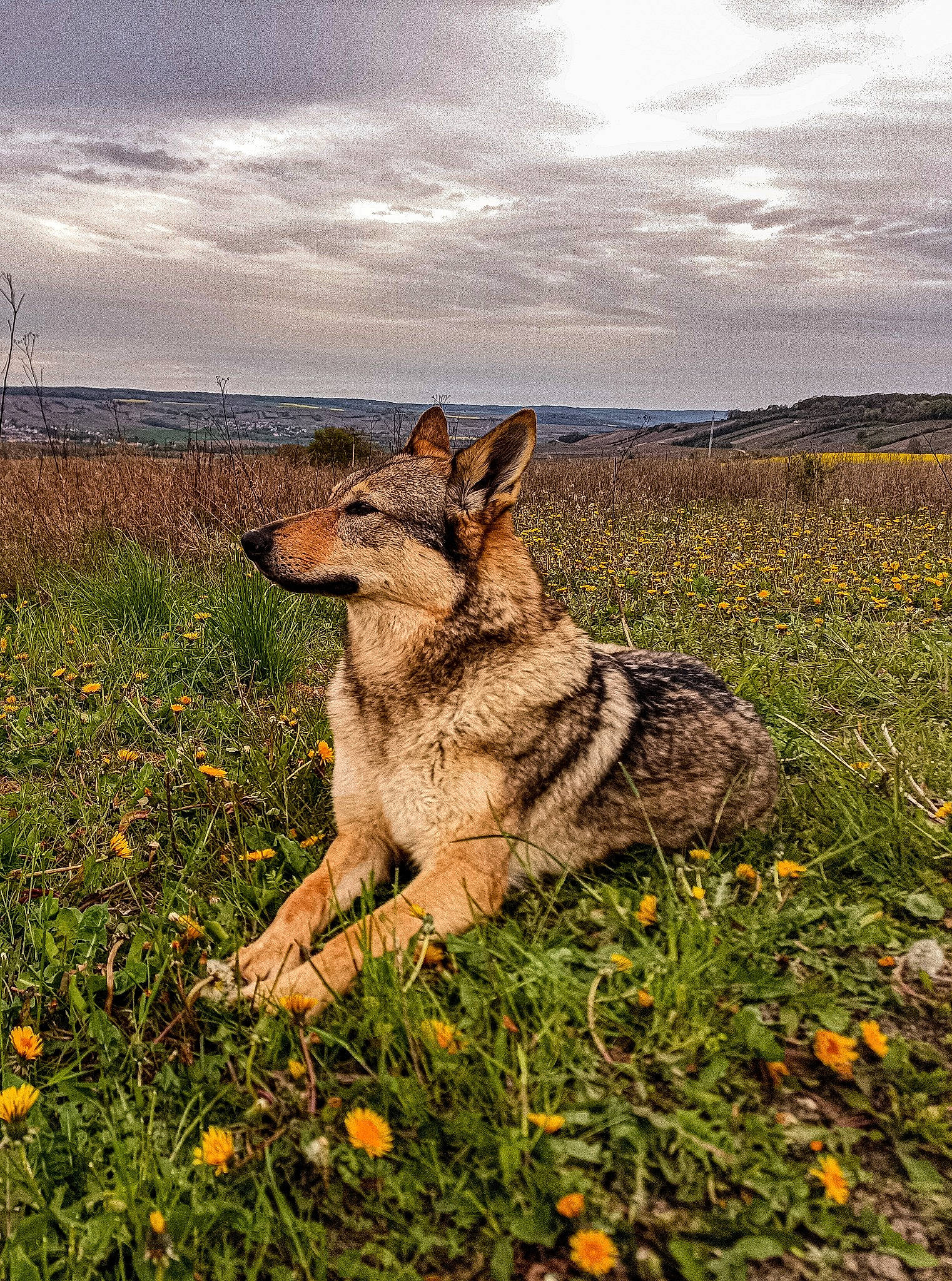 Okja participe au concours pour gagner de l'argent avec cette photo : carnivore, cloud, dog_breed, fawn, flower, grass, grassland, hare, herbaceous_plant, landscape, natural_landscape, pasture, people_in_nature, plant, prairie, sky, snout, tail, terrestrial_animal, wood