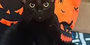 Jynx joined the competition — help win amazing prizes! animal, bats, black, black_cat, cat, cozy, cushion, cute, ears, eyes, feline, halloween, halloween_pillow, holiday, indoor, jack_o_lantern, orange, pets, resting, spooky