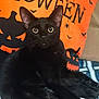 animal, bats, black, black_cat, cat, cozy, cushion, cute, ears, eyes, feline, halloween, halloween_pillow, holiday, indoor, jack_o_lantern, orange, pets, resting, spooky